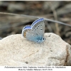 polyommatus icarus male2